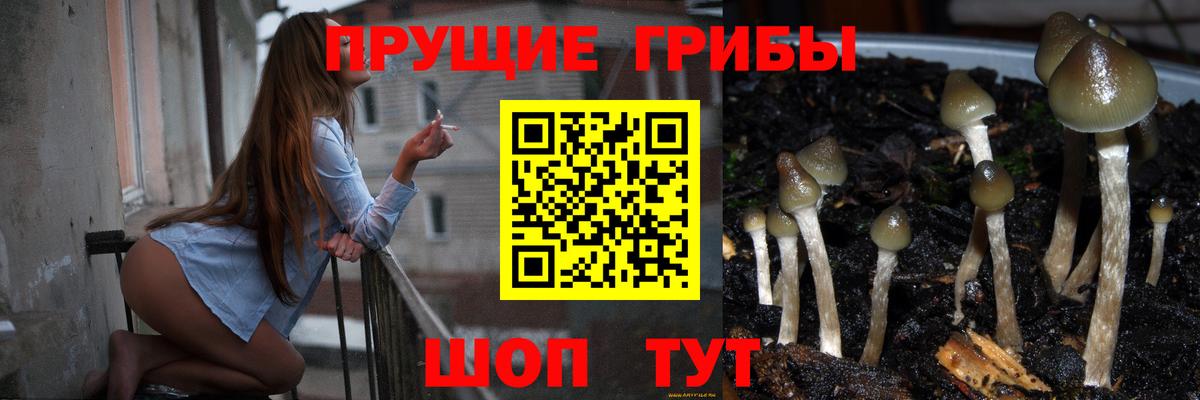 купить наркотик  Вход с VPN  Галлюциногенные грибы MAGIC MUSHROOMS  Новокузнецк  Псилоцибиновые грибы GOLDEN TEACHER 